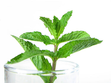 Fine mint-infused Himalayan salt by Black Tai Salt Co., 20lbs of exotic pink Himalayan salt with mint flavor for culinary use.